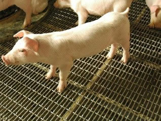 林芝地区养猪轧花网
